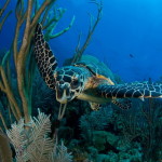 Jardines de la Reina - CUBA